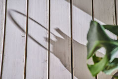 Lattentisch mit Pflanze und Schatten